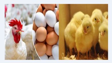 اسعار بورصة الدواجن اليوم الثلاثاء 22-3-2022.. اسعار الفراخ البيضاء الجداوي منير السقا المرشد 2 اسعار بورصة الدواجن اليوم الأحد 17-4-2022